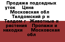 Продажа подсадных уток. › Цена ­ 3500-4000 - Московская обл., Талдомский р-н, Талдом г. Животные и растения » Пропажи и находки   . Московская обл.